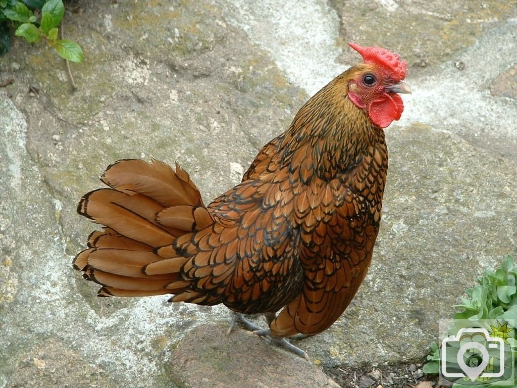 Alright, my cock! (Mousehole, June, 2005, in a cliffside garden)