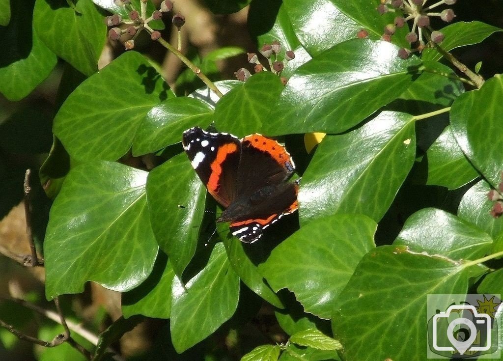 Alverton Ivy and friend