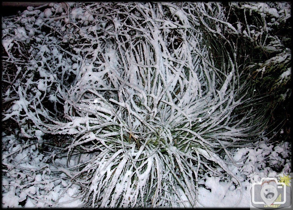 An Ice Night for a Walk