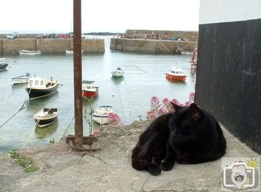 Another Mousehole cat!