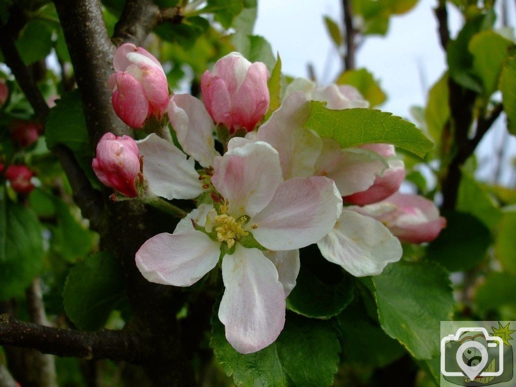 Apple - PorthChapel to Porthcurno cliff walk - 17May10