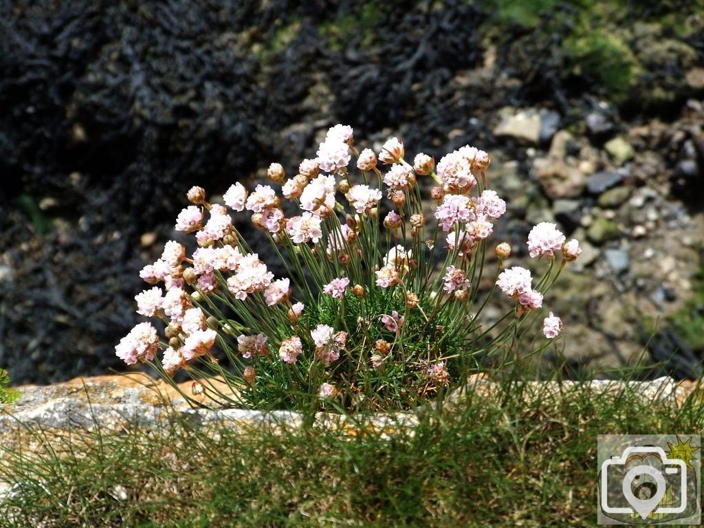 Armeria maritinum