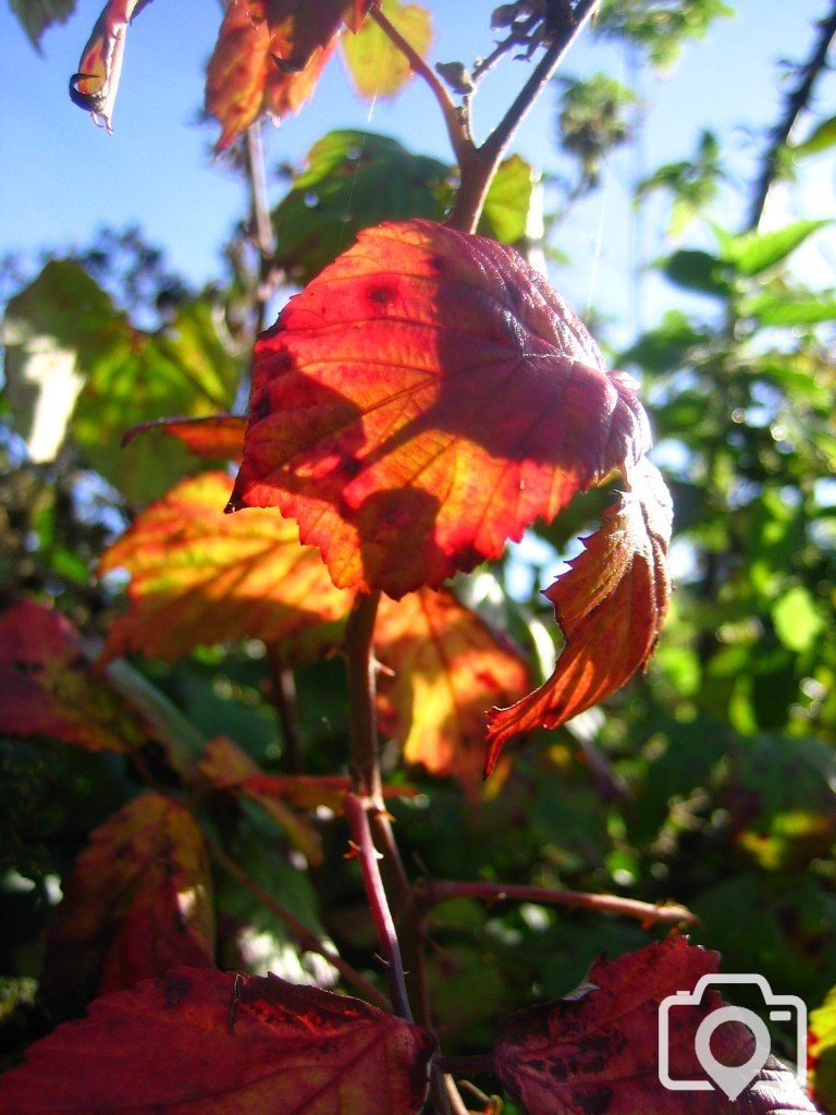 Autumn Colours