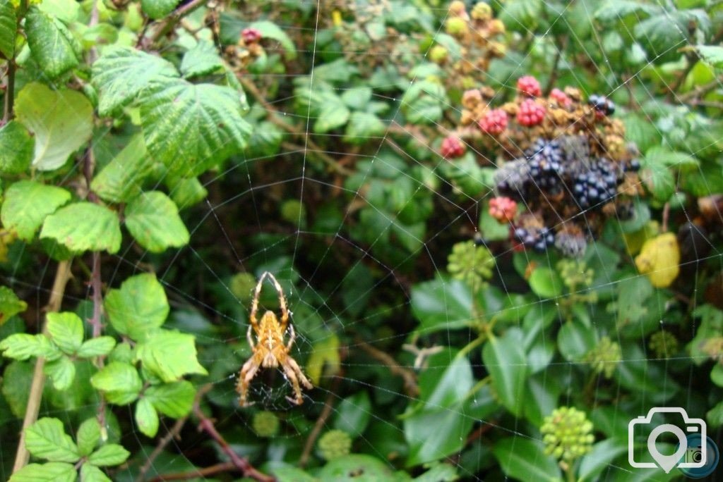 Autumn Spider