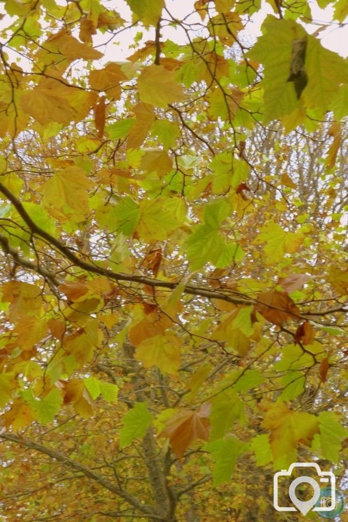 Autumnal Alexandra Road 9