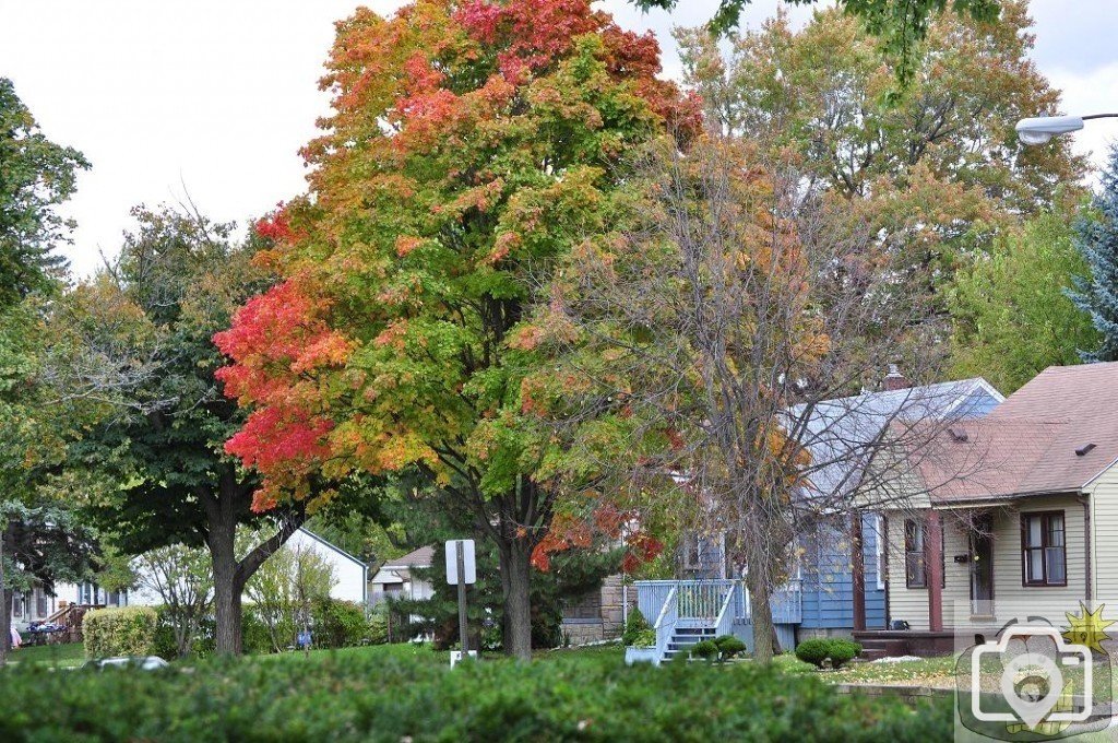 Autumnal colours