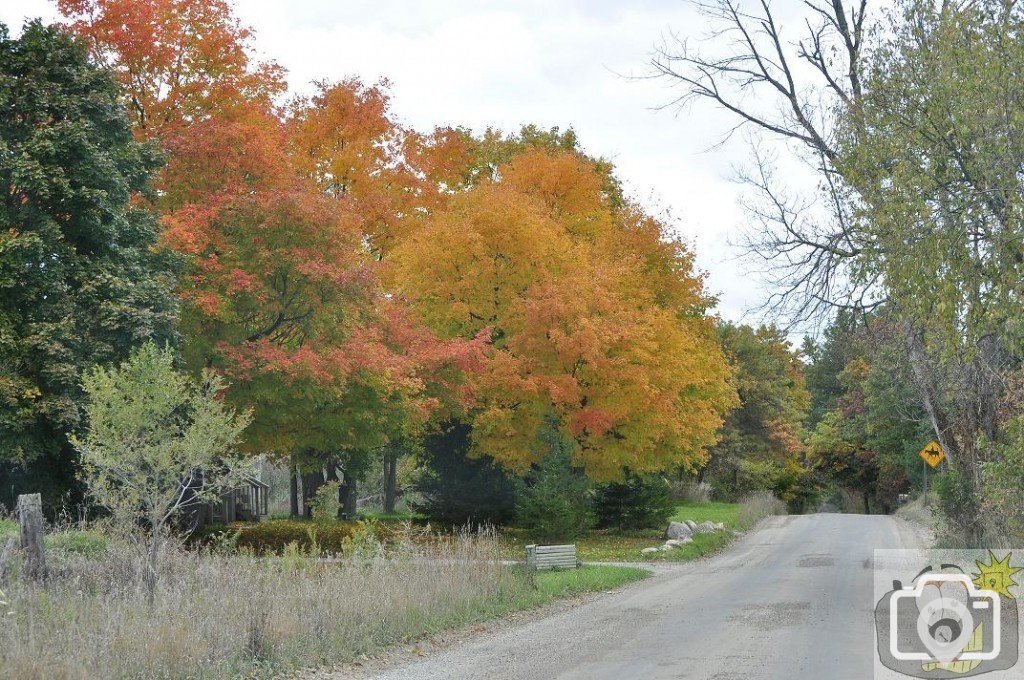 Autumnal colours