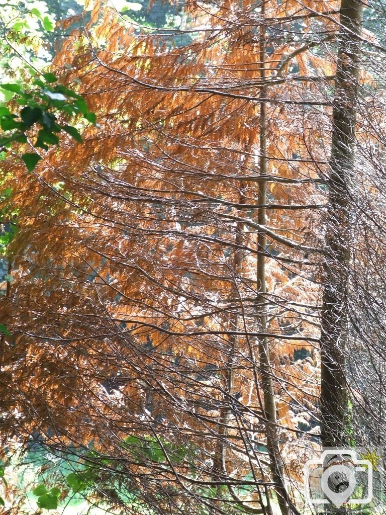 Autumnal Veil - 1