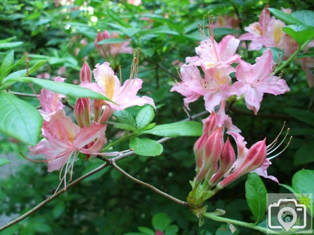 Azaleas perhaps? The Western Plantation - Trewidden Gardens - June '08