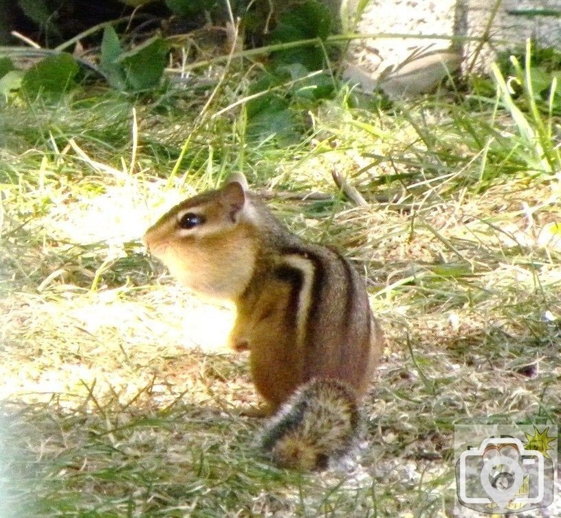 Backyard creatures