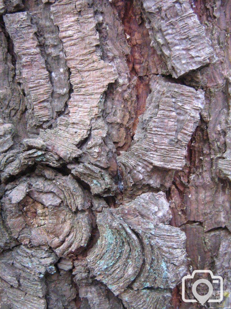 BARK.