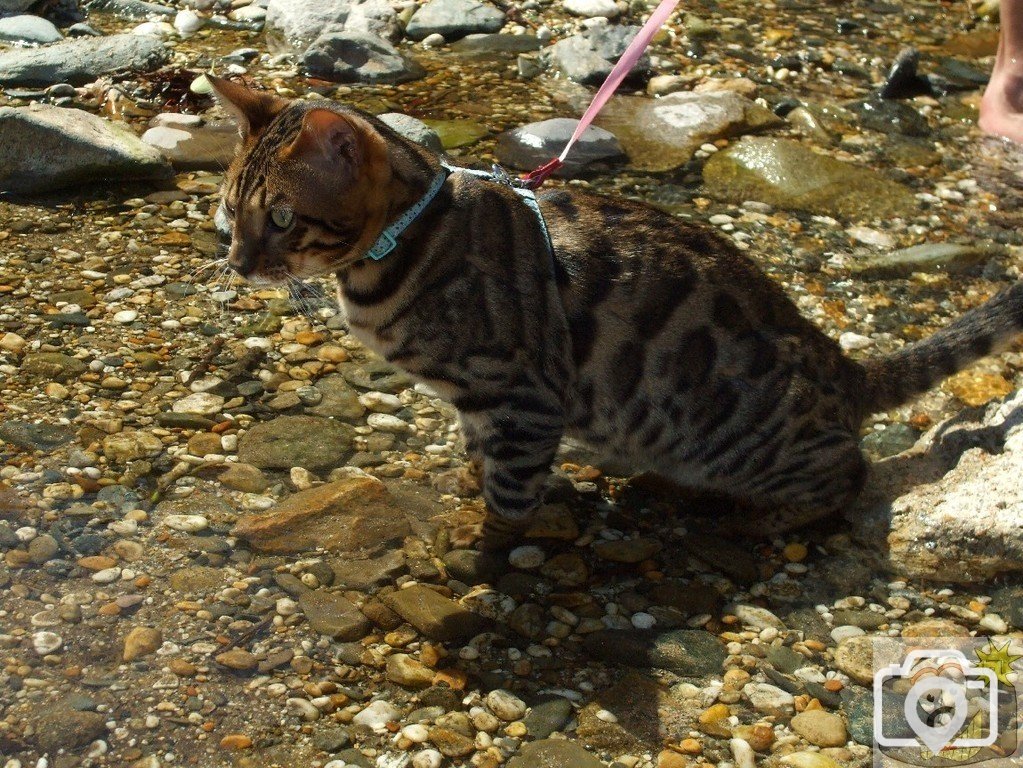 Bengali cat at Long Rock! - 21Jun10