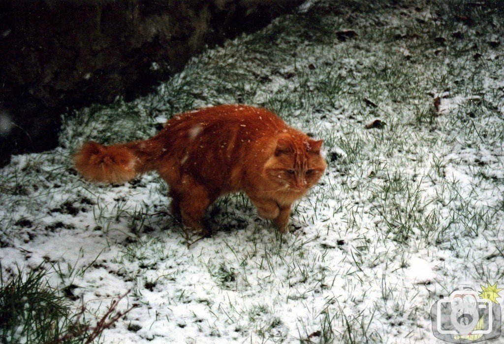 Bewildered cat! - 14/02/1994