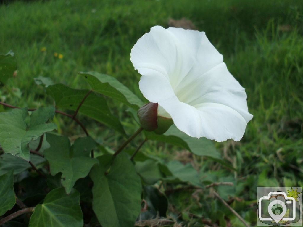 Bindweed, the 'castle' at Hayle: Sept., 2007