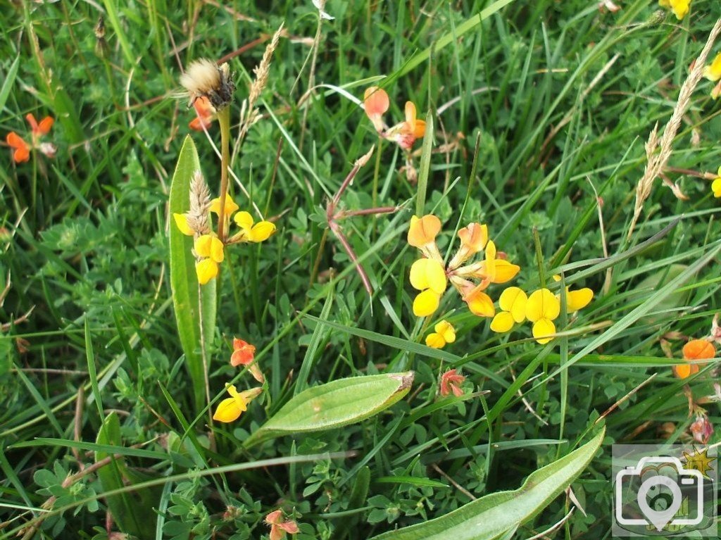 Bird's foot trefoil