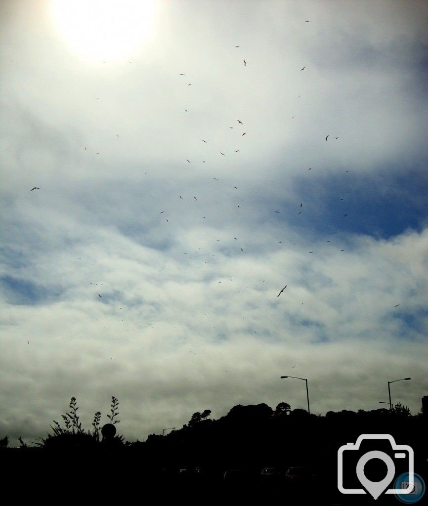 Birds over Penzance