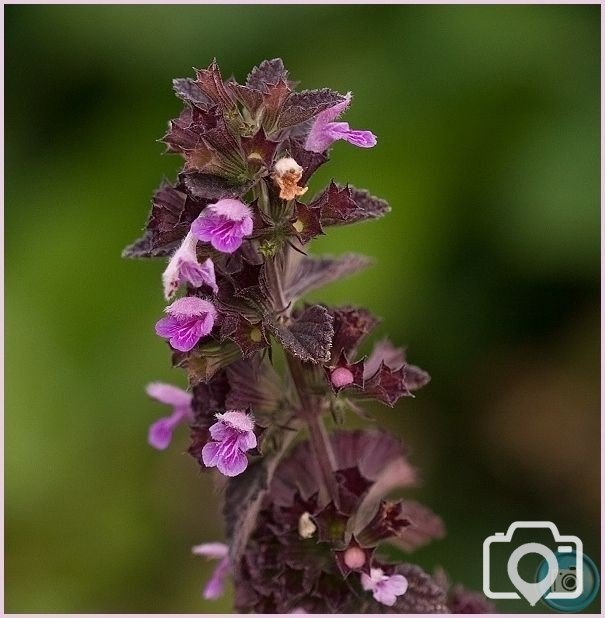 Black Horehound