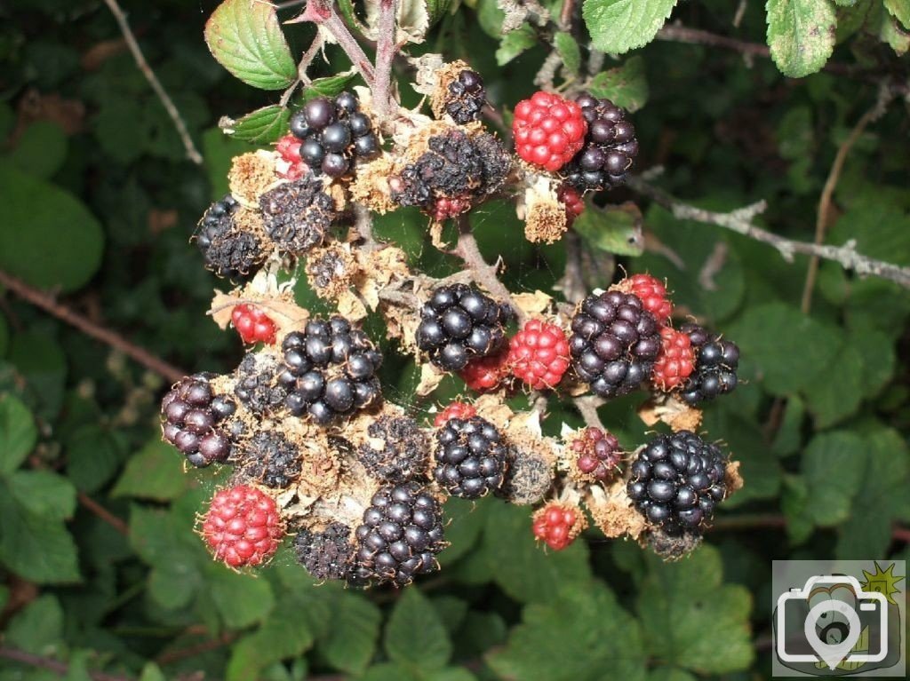 Blackberries on the approach to Hayle