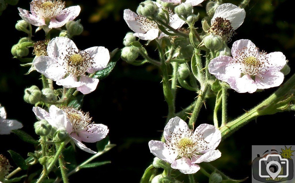 Blackberry Flowers 1