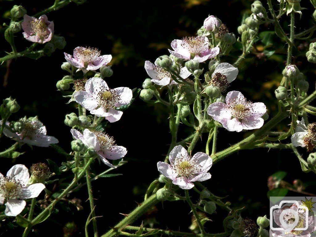 Blackberry Flowers 2