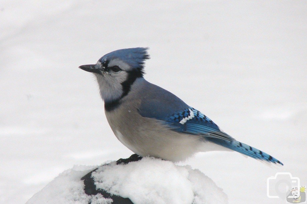 Blue Jay