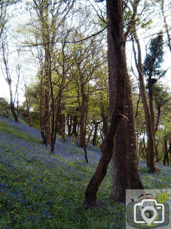 Bluebell Dell 001