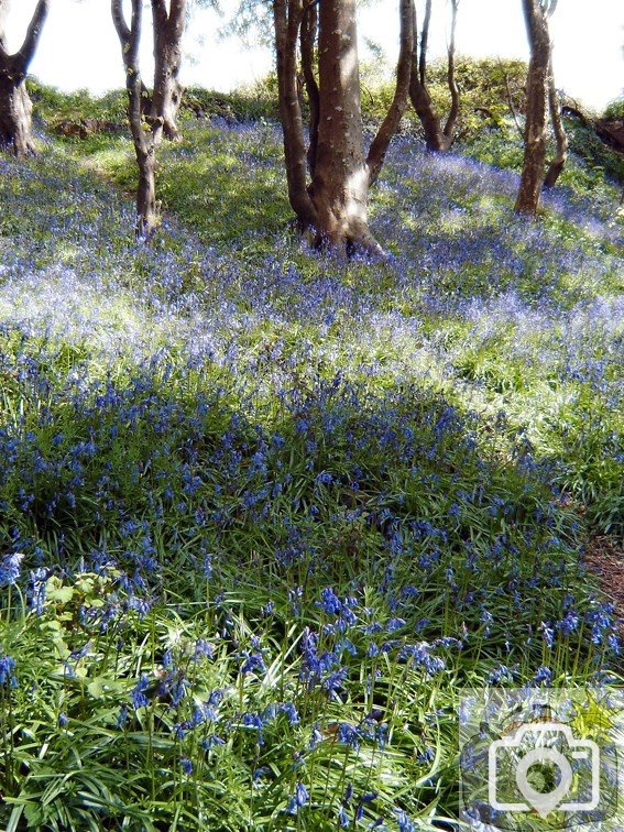 Bluebell Dell 002