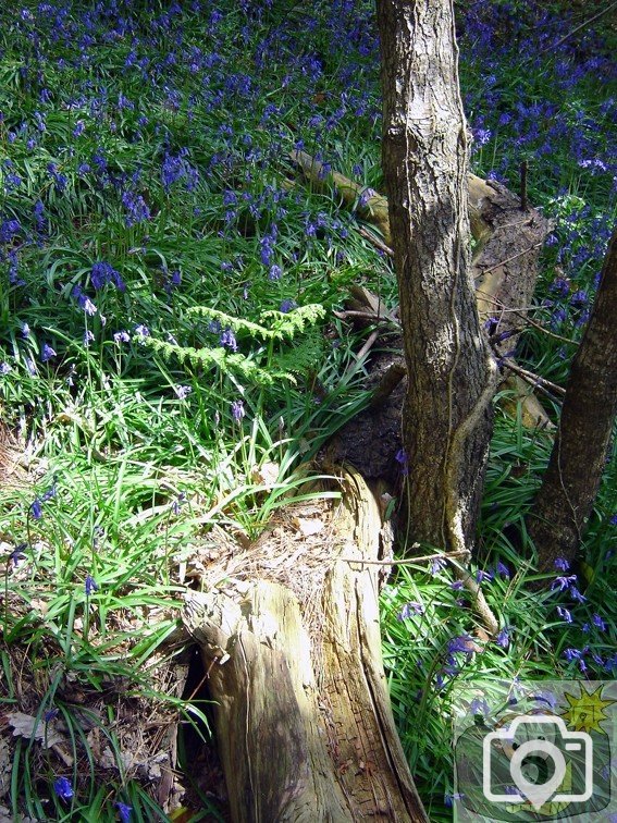 Bluebell Dell 003