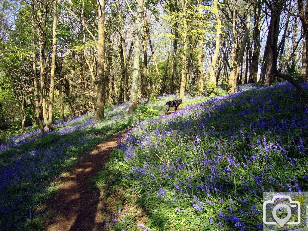 Bluebell Dell