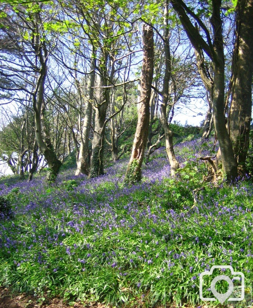 Bluebell Dell