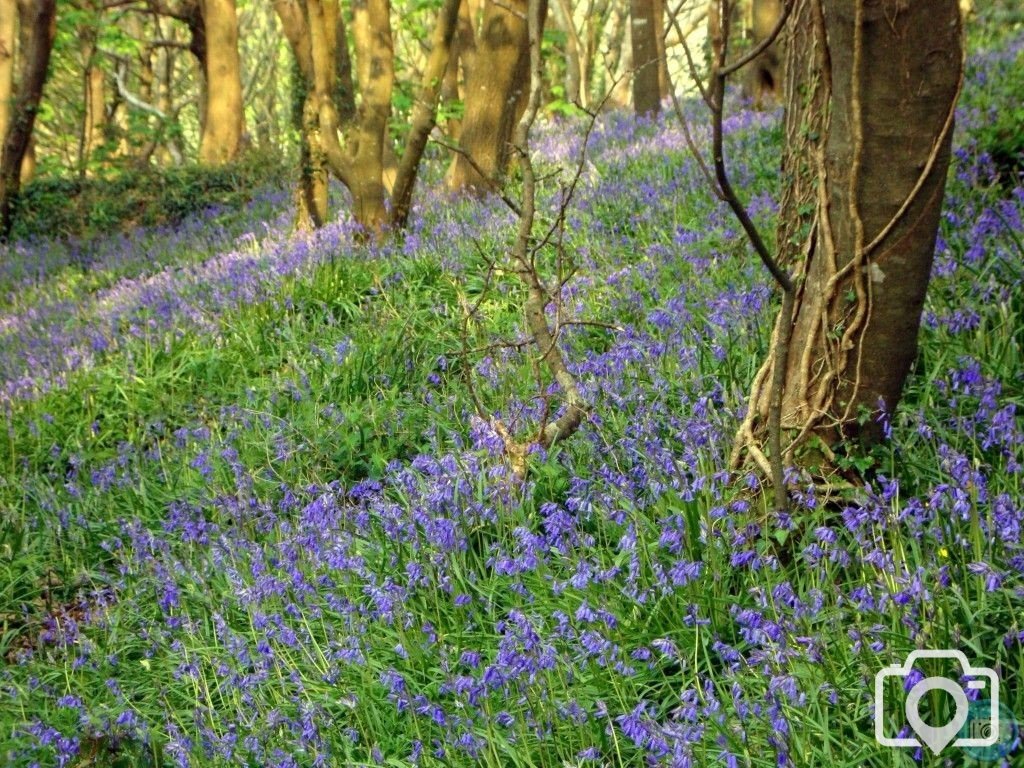 Bluebell Dell