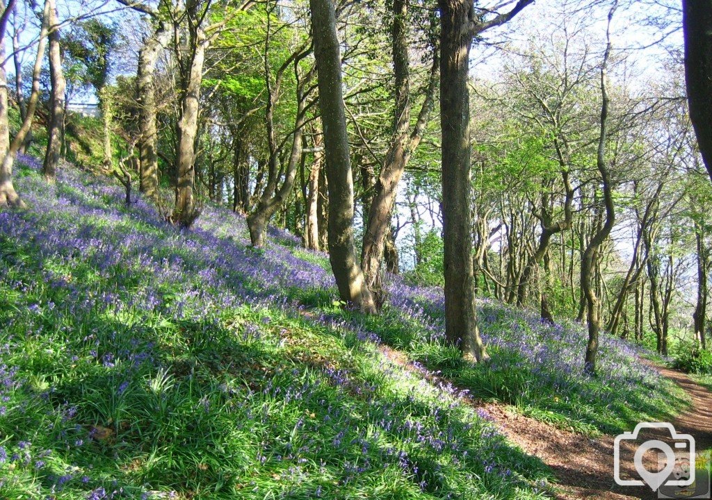 Bluebell woods