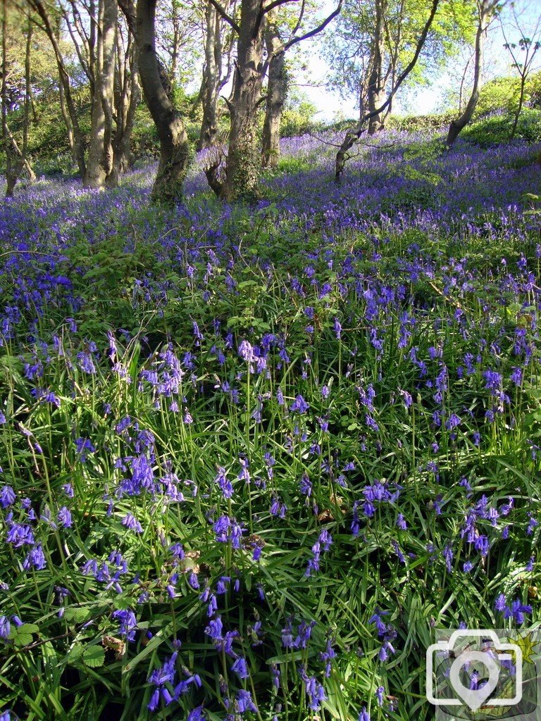 Bluebells a plenty