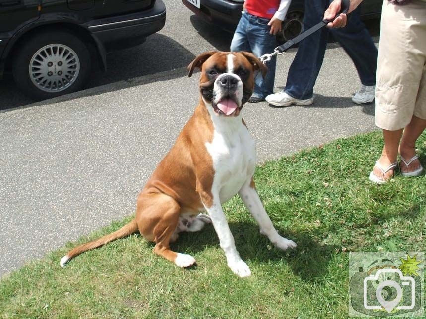 Boxer with uncropped tail - by the Yacht