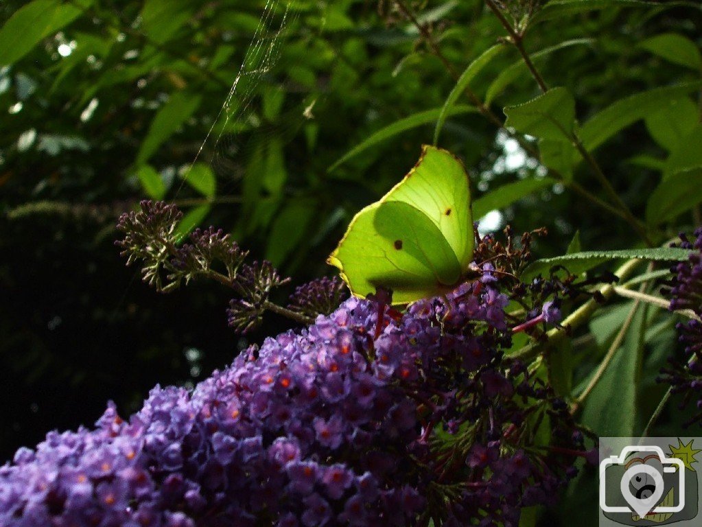 Brimstone with closed wings - 16Aug10