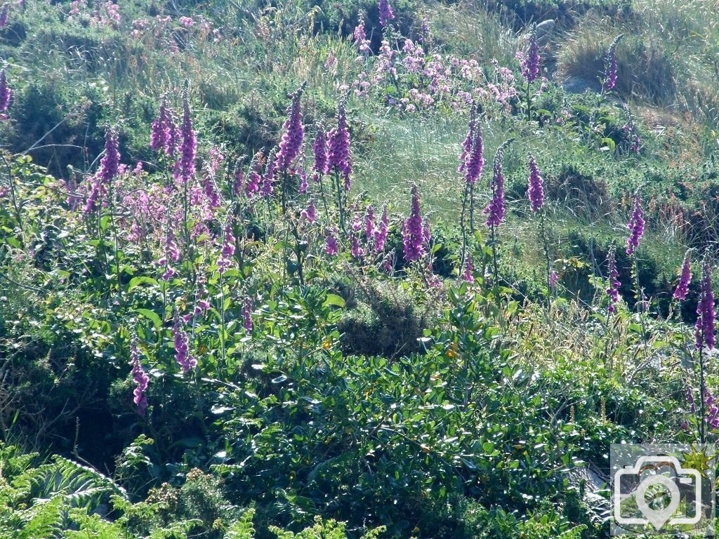 Bryher Patch - 38