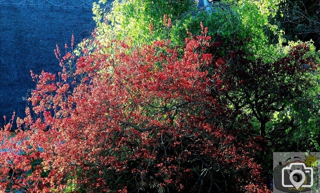 Burning Bush - 1