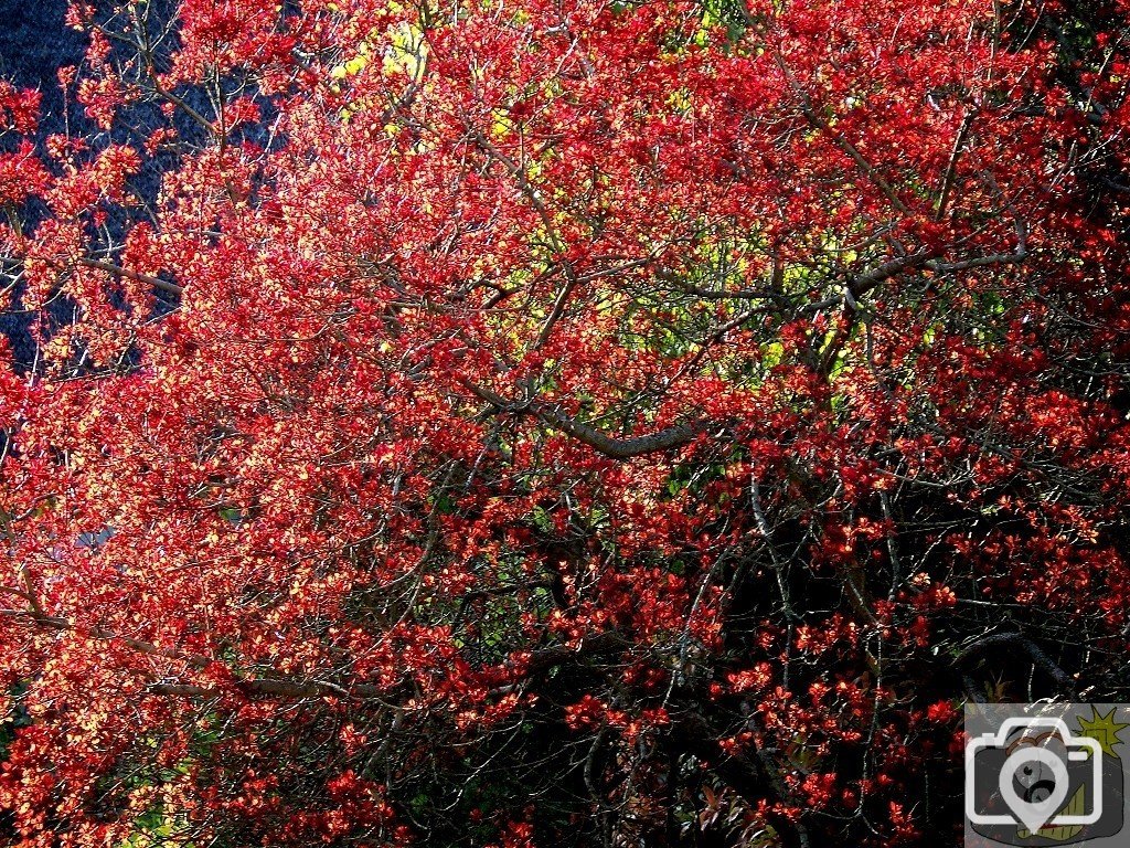 Burning Bush - 2