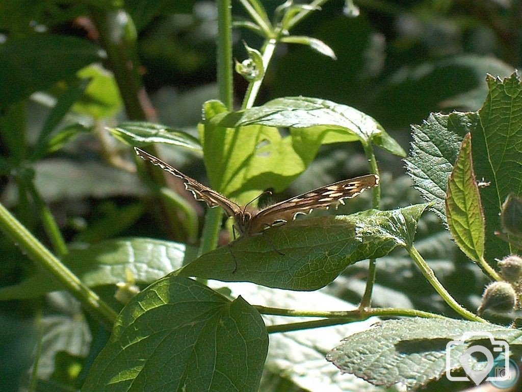 Butterfly sunbathing