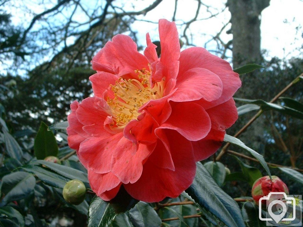 Camellia