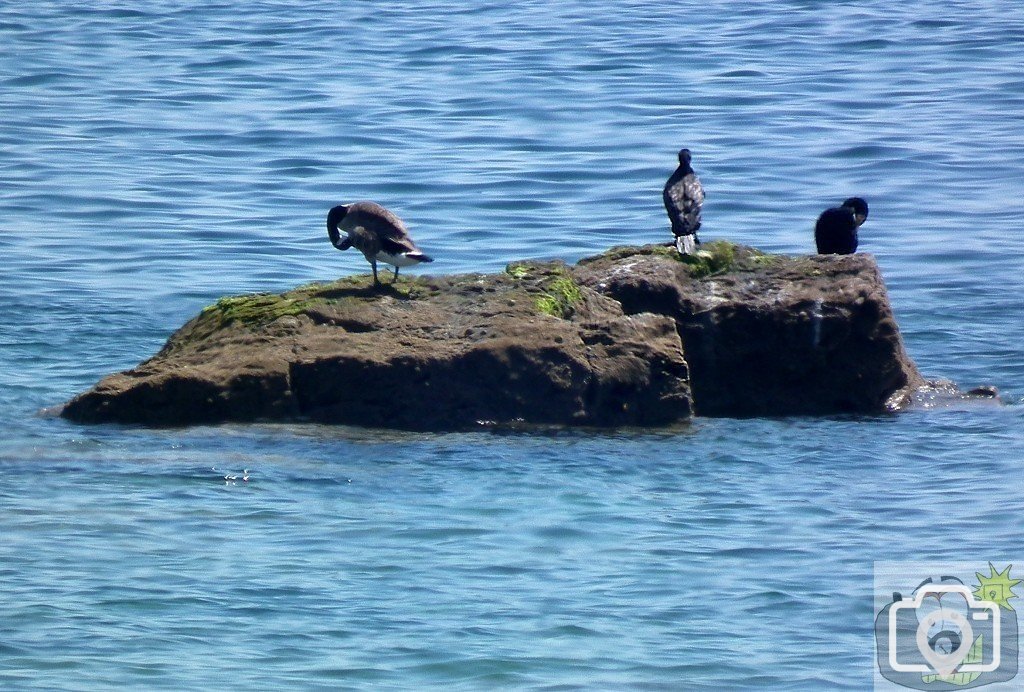 Canada Goose