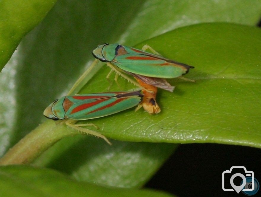 Candy Striped Leafhoppers