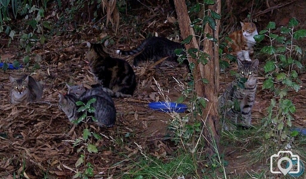 Cat Camp