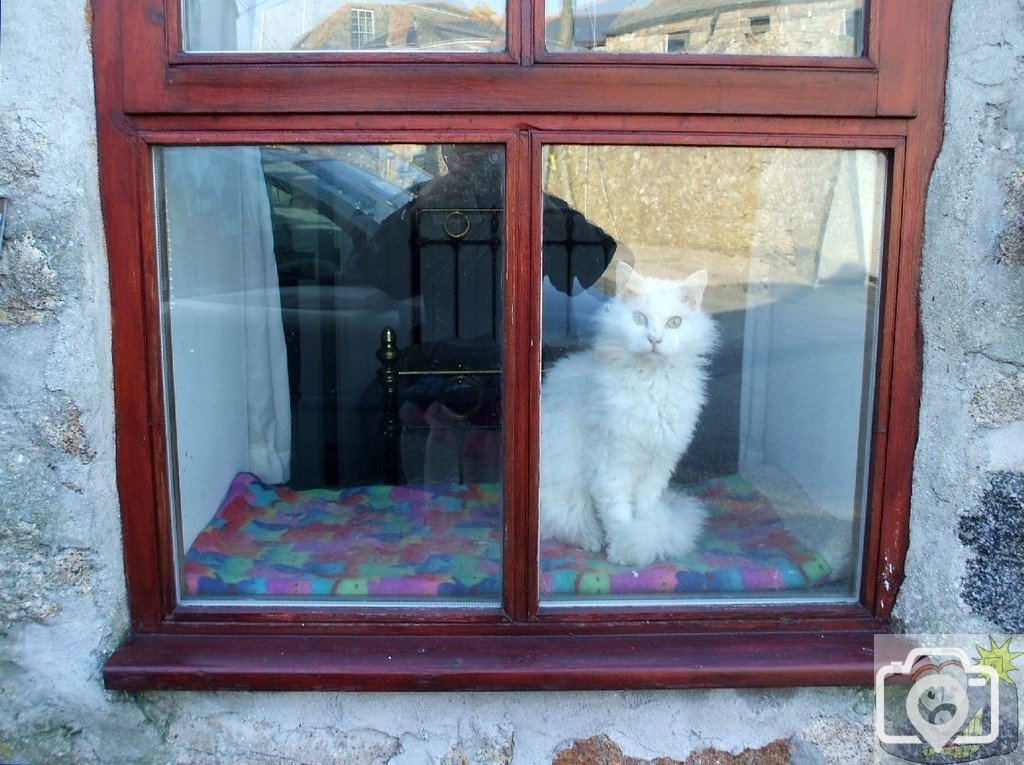 Cat in a St Just window - 12Apr10