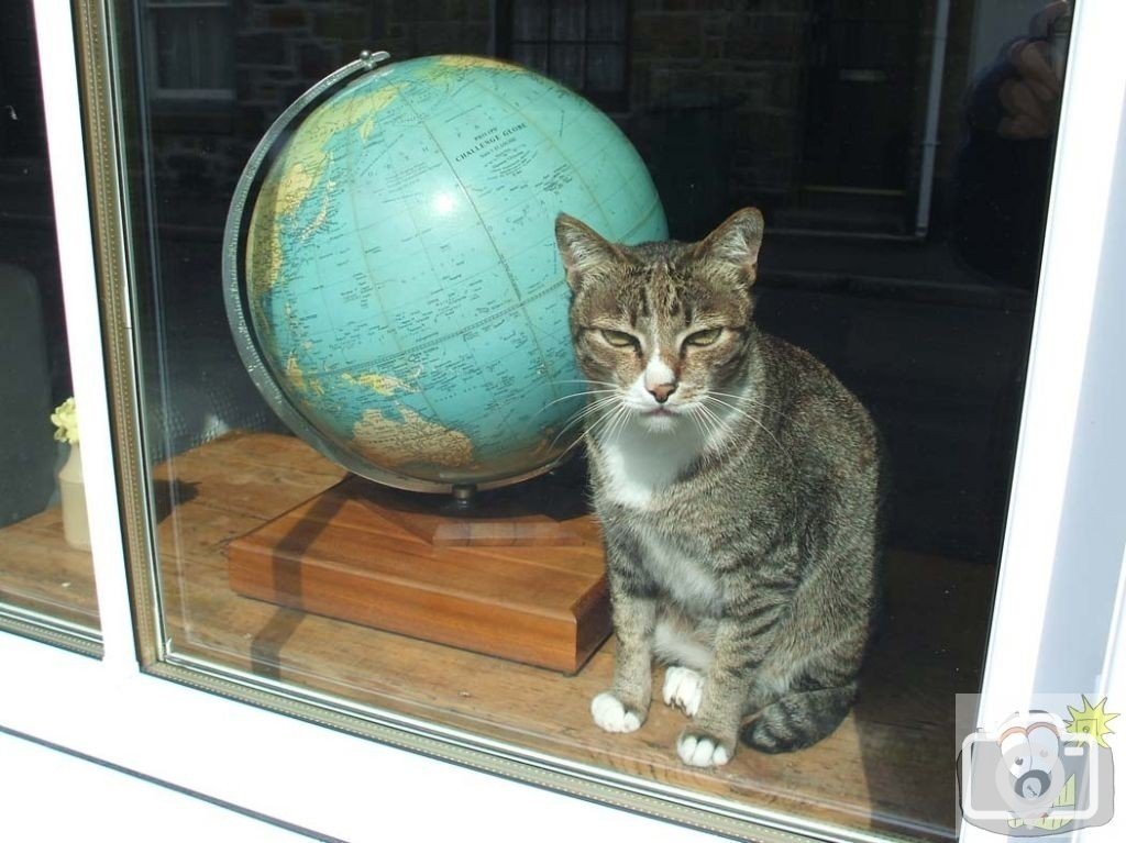 Cat of the world