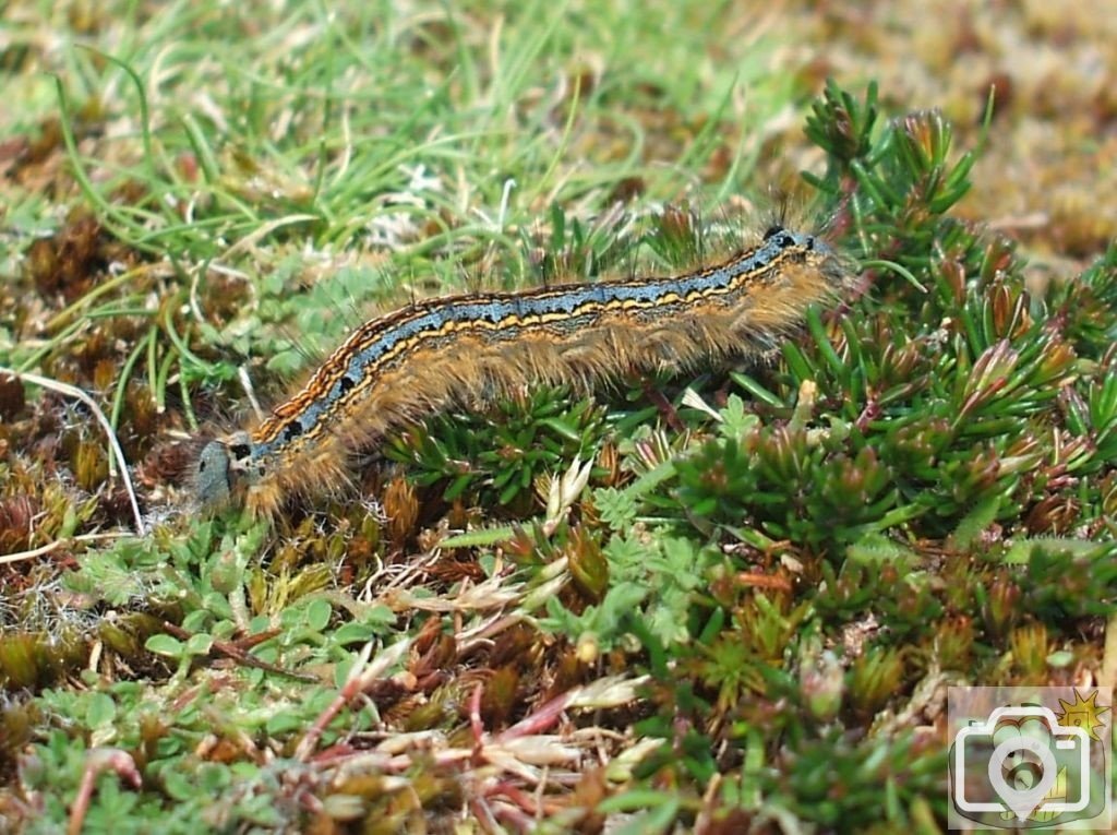 Caterpillar on the Cliff, 29th May, 2008