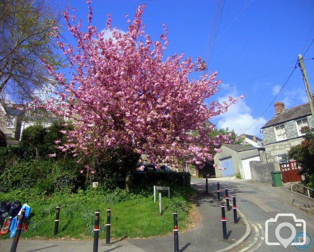 Cherry Blossom Tree