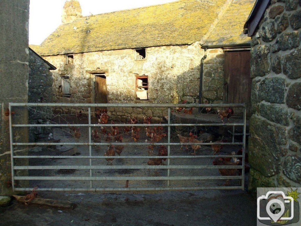 Chickens in farm at Treen Village