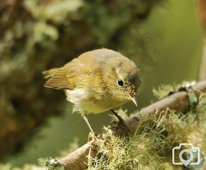 Chiffchaff