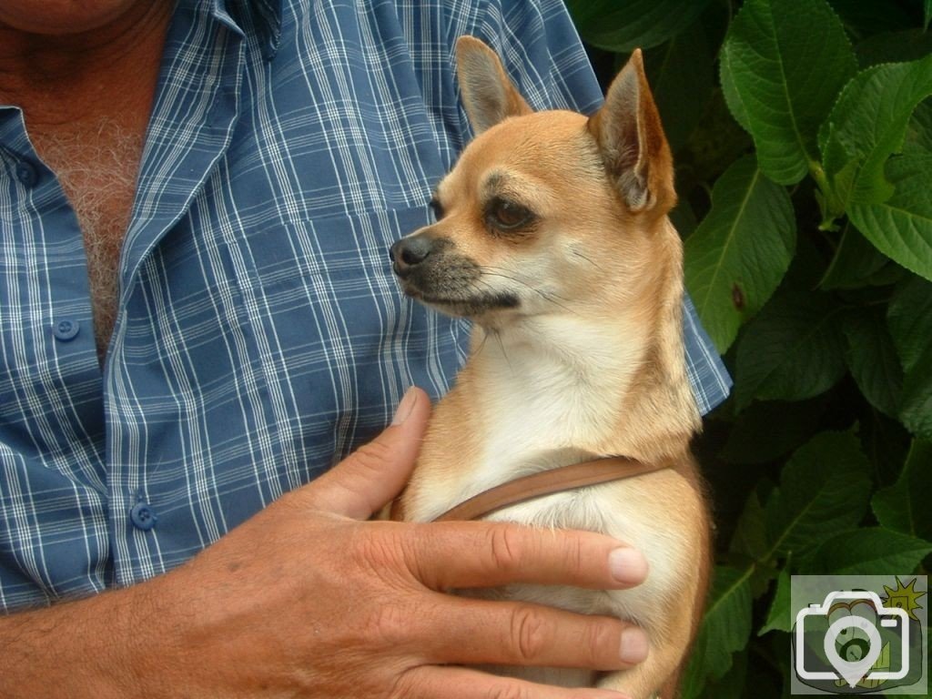 Chihuahua on Mazey Day, 2005